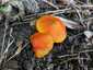 Feketedő nedűgomba (Hygrocybe conica), Budai-hegység